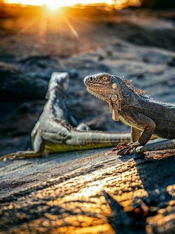 reptiles at sunset|More.